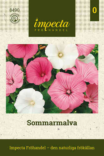 Sommarmalva