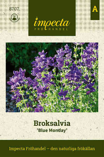 Blåbladig Broksalvia 'Blue Monday'