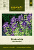 Kirjosalvia 'Blue Monday'