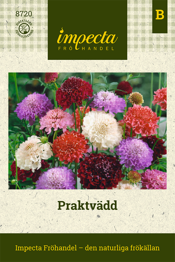 Praktvädd