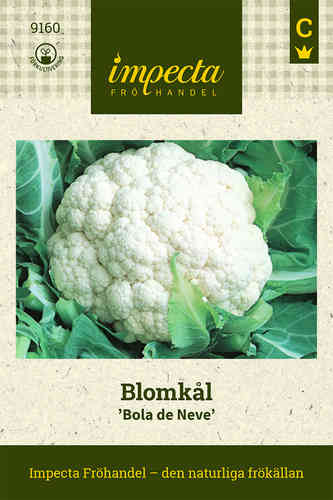 Kukkakaali 'Bola de Neve'