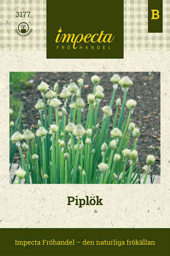 Pillisipuli 'Winter Nest'