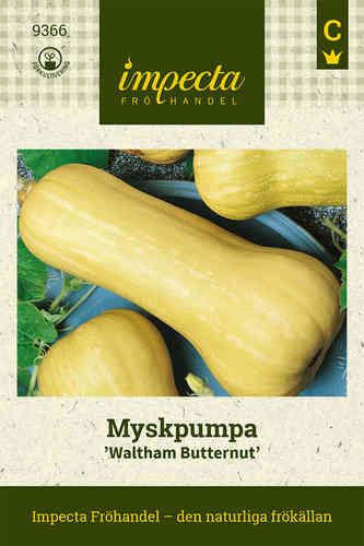 Myskikurpitsa 'Waltham Butternut'