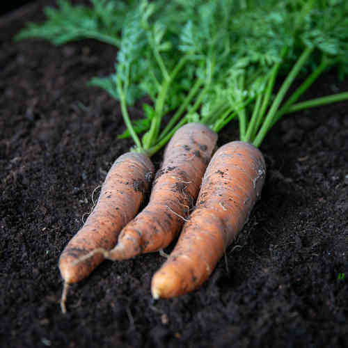 Daucus carota