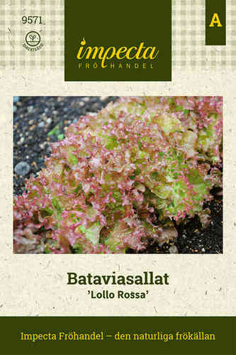 Bataviasallat 'Lollo Rossa'