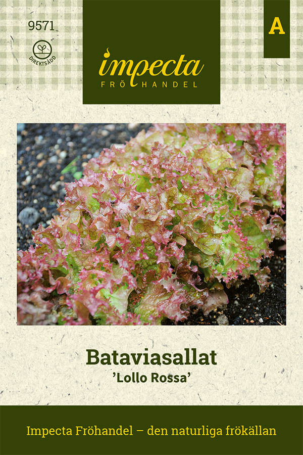 Bataviasalaatti 'Lollo Rossa'