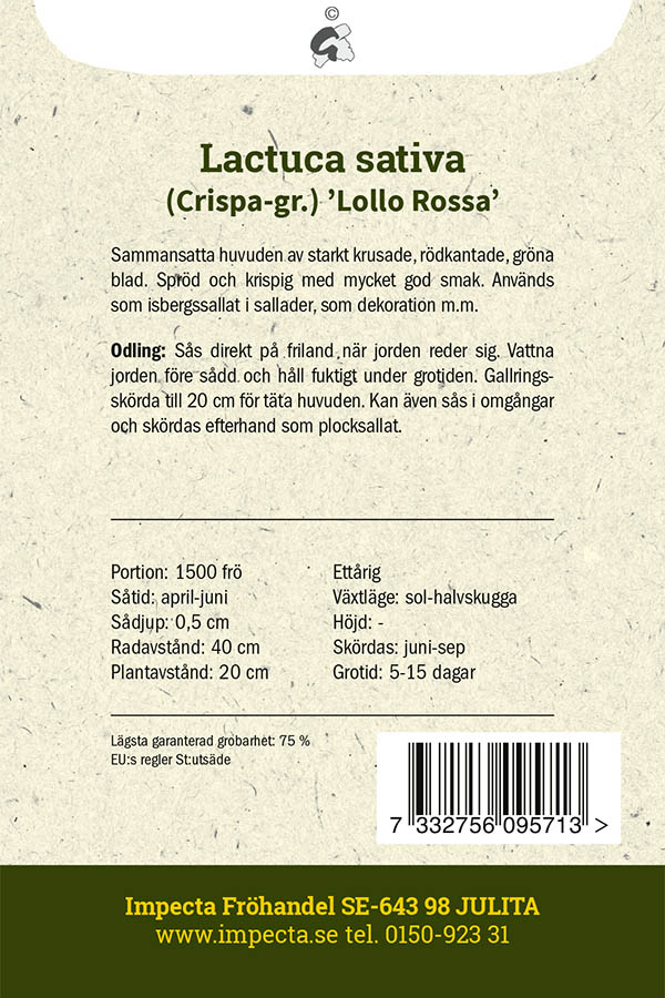 Bataviasalaatti 'Lollo Rossa'
