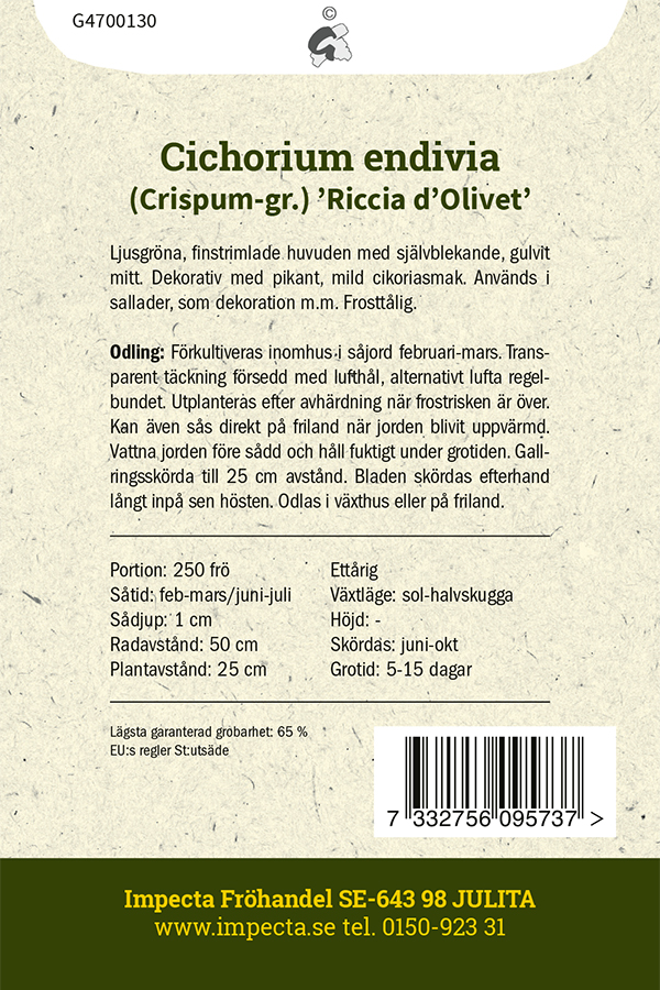 Friséesallat  'Riccia d'Olivet'