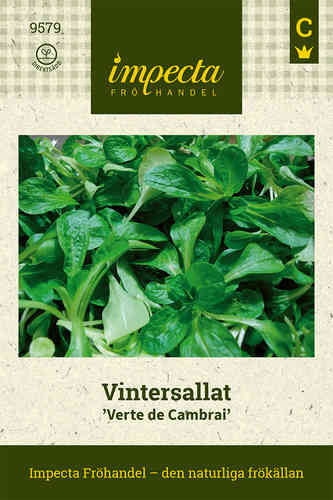 Vuonankaali 'Verte de Cambrai'