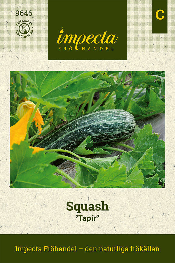 Sommarsquash 'Tapir'