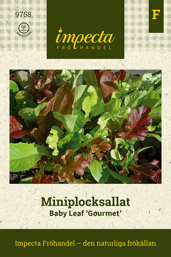 Lactuca sativa