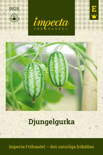 Djungelgurka