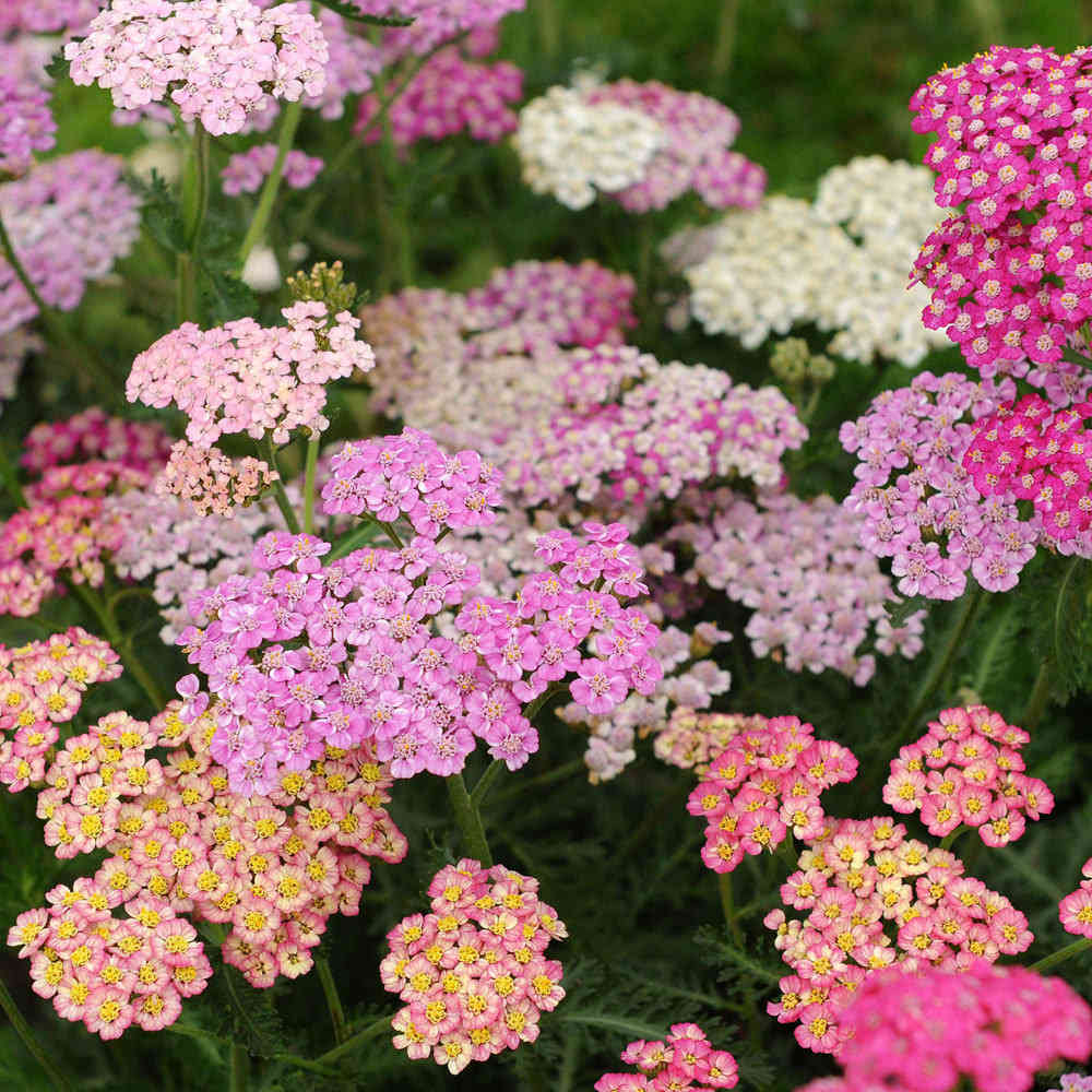 Siankärsämö F2 'Flowerburst Lilac Shades'