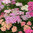 Siankärsämö F2 'Flowerburst Lilac Shades'