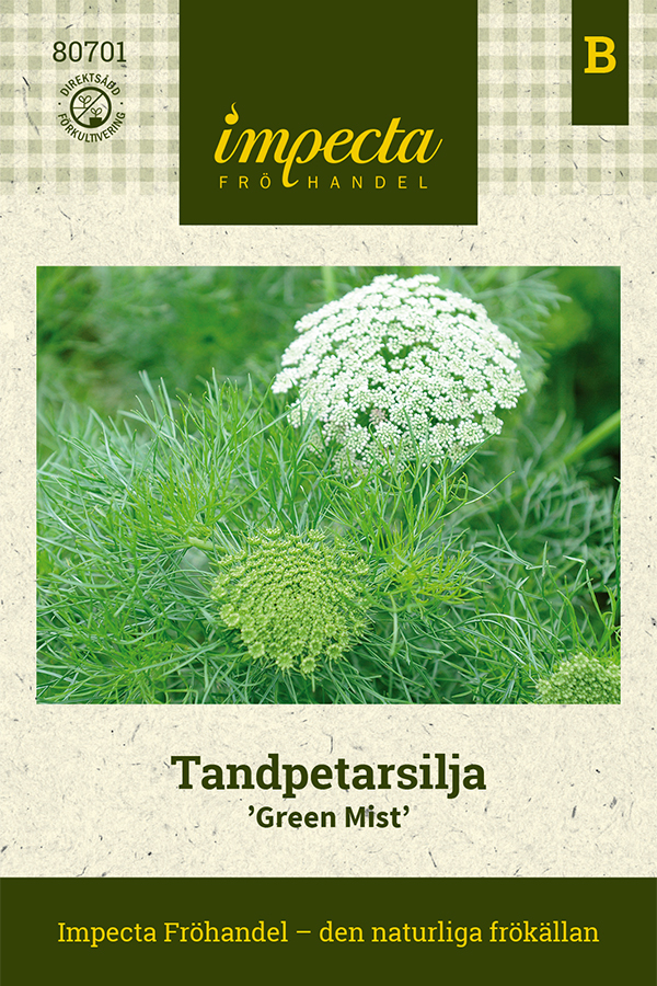 Ammi visnaga