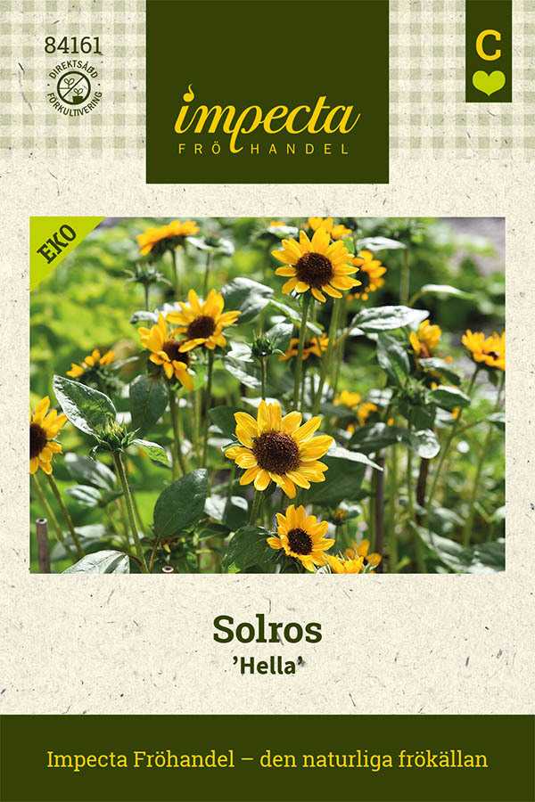 Solros 'Hella'