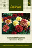 Samettikukka 'Strawberry Blonde' 