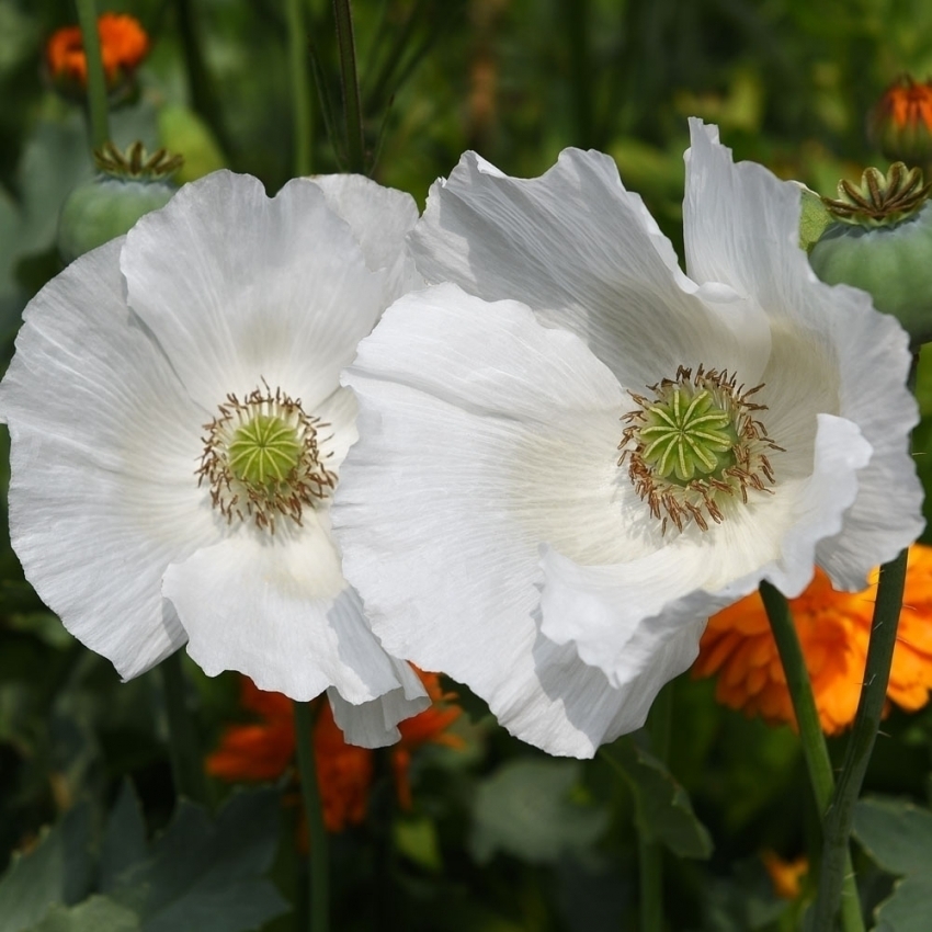 Papaver somniferum