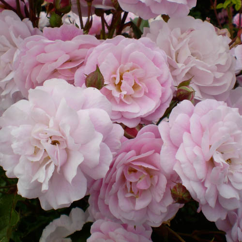 Easy Elegans -ros 'Head over Heels'
