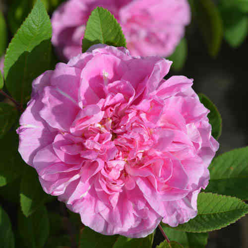 Rugosa-ros  'Thérèse Bugnet'