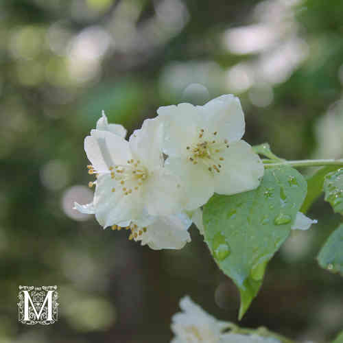 Philadelphus coronarius