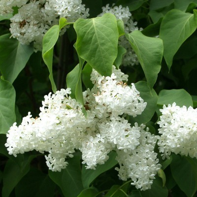 Syringa vulgaris