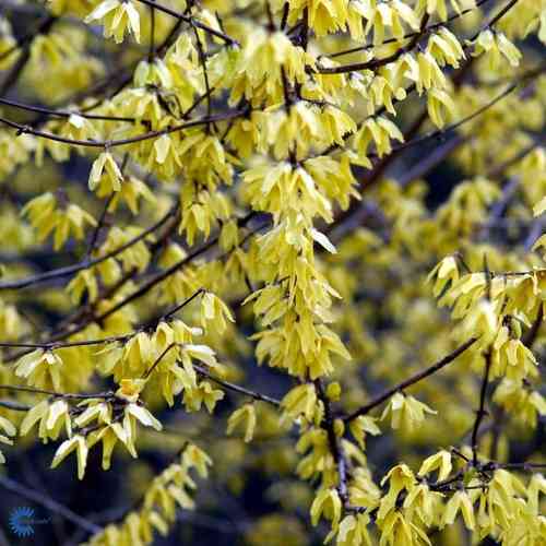 Jalo-onnenpensas 'Northern Gold'