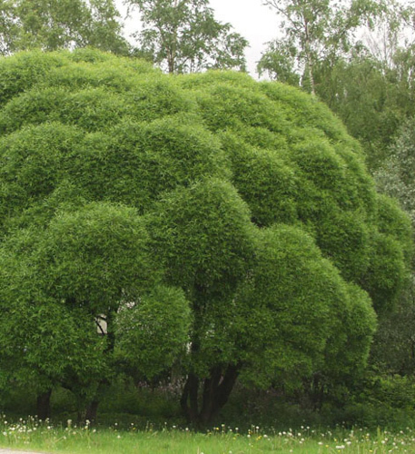 Salix euxina 'Bullata'