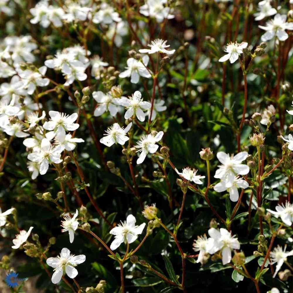 Grönlanninhanhikki 'Nuuk'