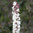 Actaea simplex