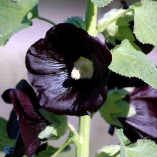 Alcea rosea