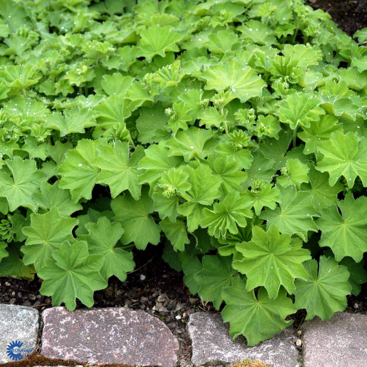 Alchemilla mollis