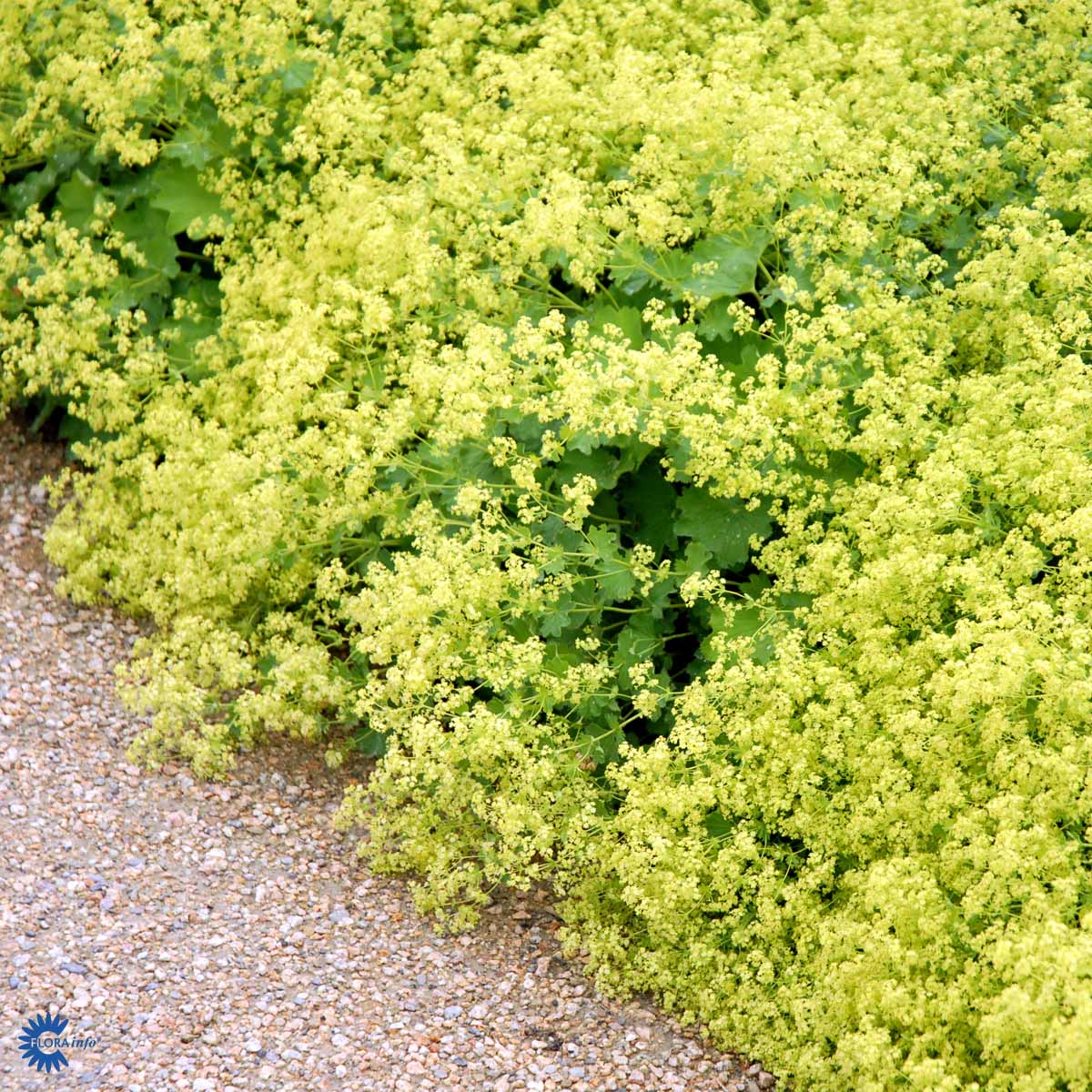 Alchemilla mollis