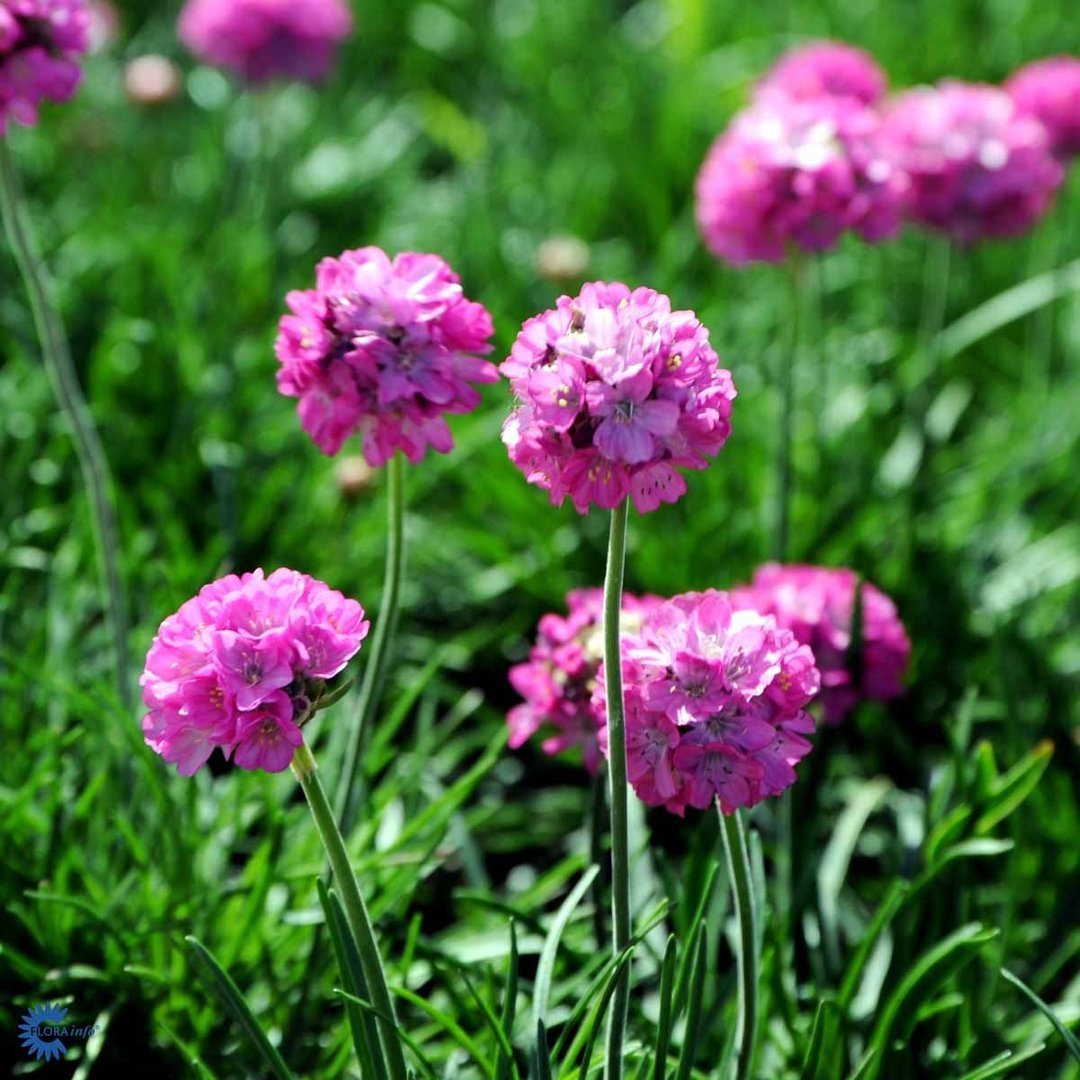 Armeria maritima 'Splendens'