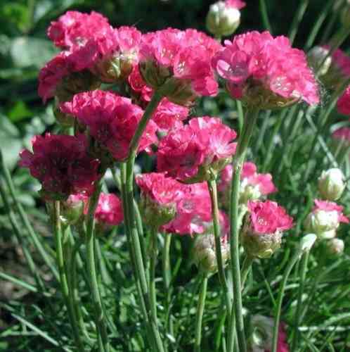 Armeria maritima 'Splendens'