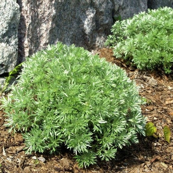 Artemisia schmidtiana 'Nana'