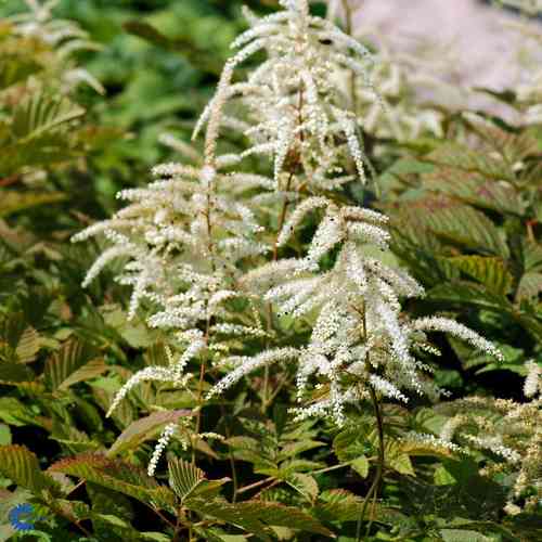 Plymspirea