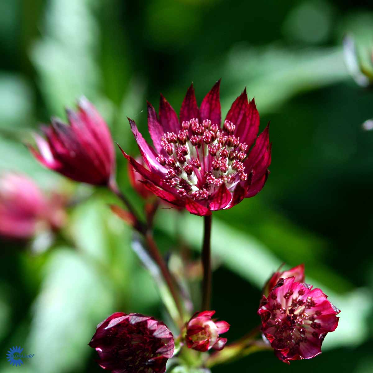 Astrantia major 'Ruby Wedding'