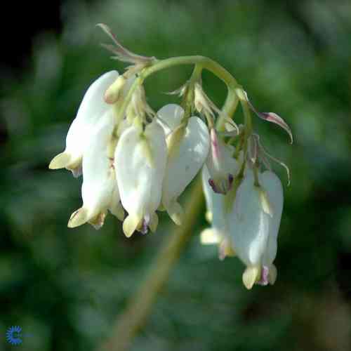 Dicentra formosa  'Aurora'