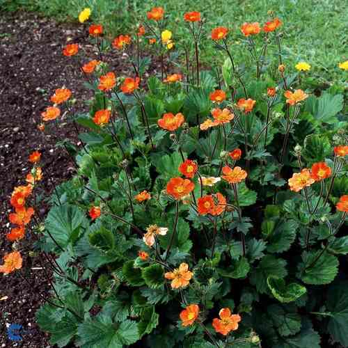 Röd nejlikrot 'Tosai Orange'