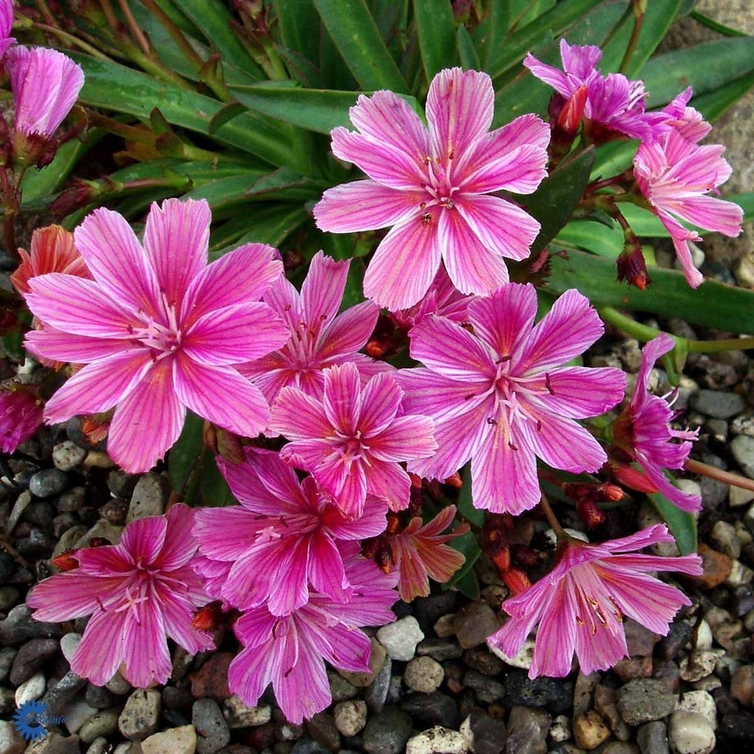 Lewisia longipetala