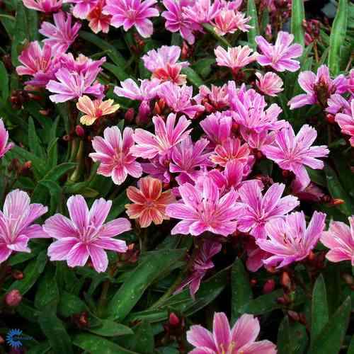 Lewisia longipetala