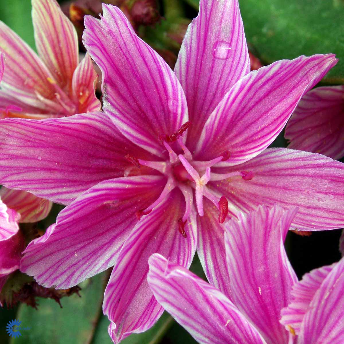 Lewisia longipetala