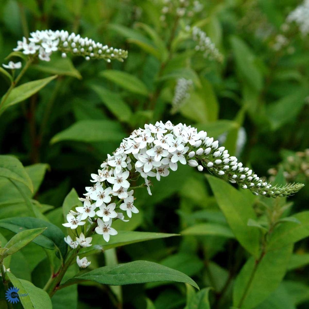 Valkoalpi