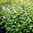 Lysimachia clethroides