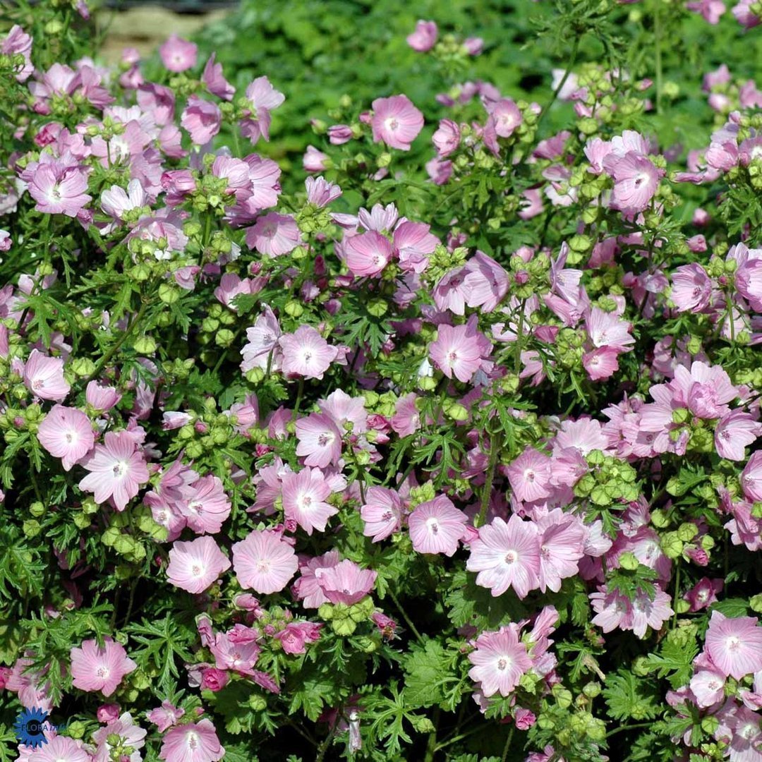 Malva moschata