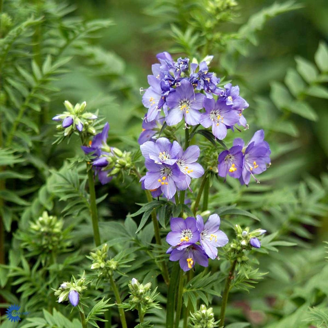 Polemonium caeruleum
