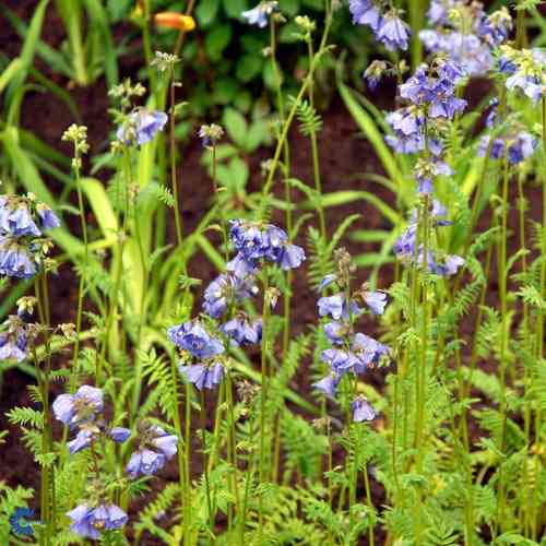 Polemonium caeruleum