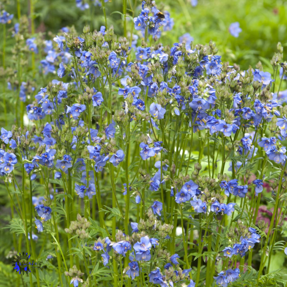 Polemonium caeruleum