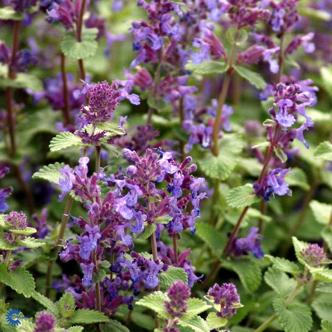 Nepeta x faassenii